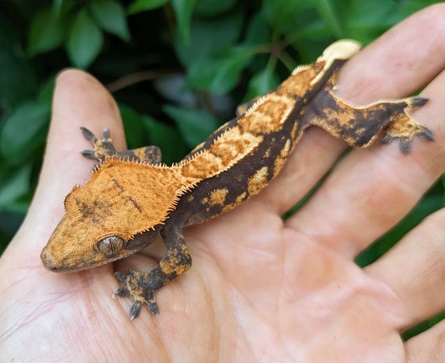 Harlequins Crested Gecko 12 grams #421