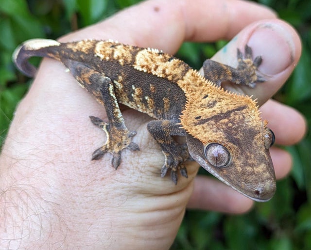 Harlequin Crested Gecko 13 grams #380