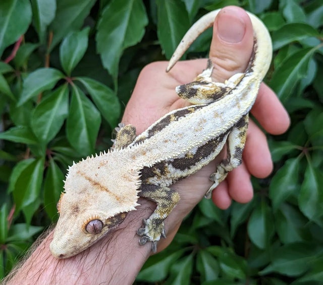 Tricolor Lilly White Crested Gecko 47 grams Male