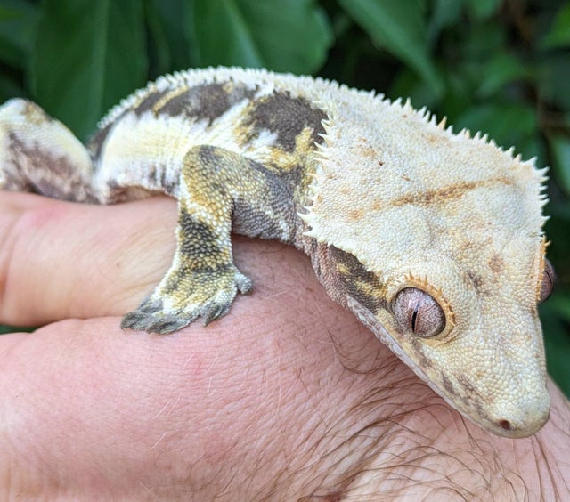 Tricolor Lilly White Crested Gecko 47 grams Male