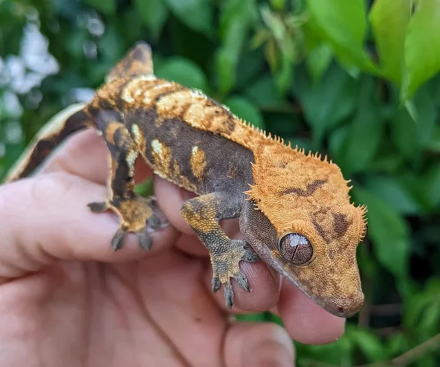 Harlequin Crested Gecko 14 gram Probable Female #94