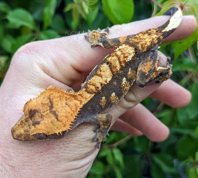 Harlequin Crested Gecko 14 gram Probable Female #94