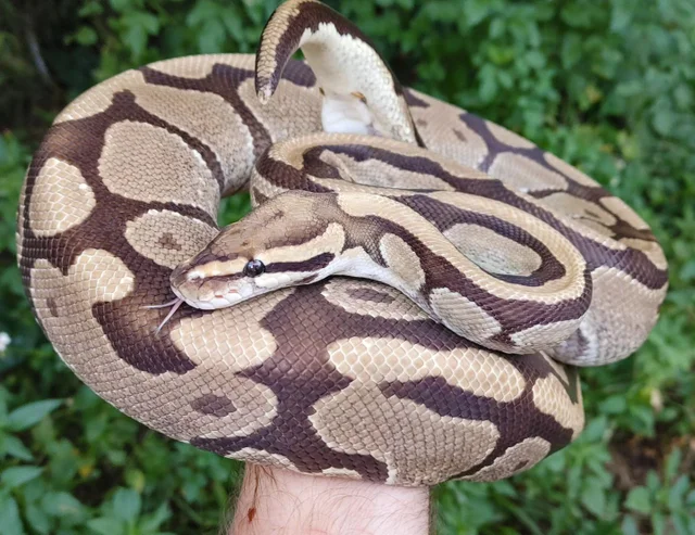 Fire Ball Python Female 2355g
