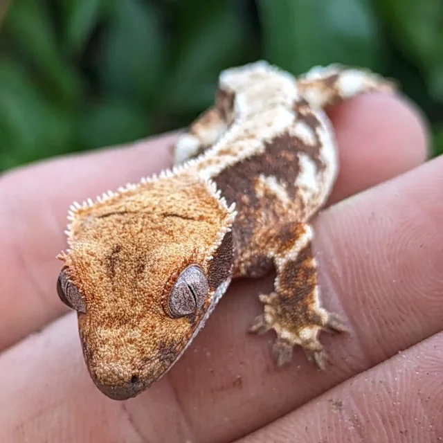 Lilly White Crested Gecko 4 gram #404
