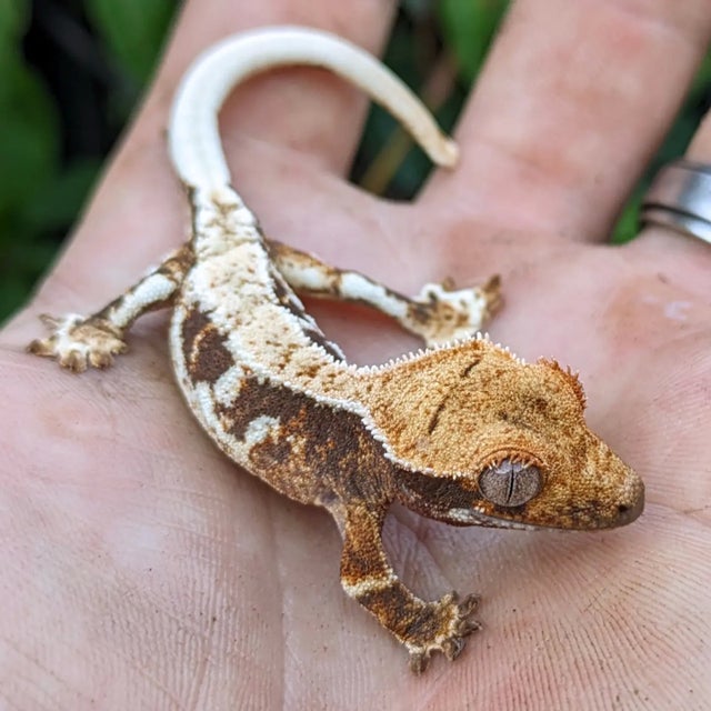 Lilly White Crested Gecko 4 gram #404