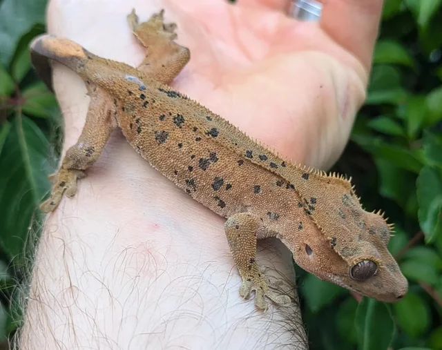 Super Dalmatian Crested Gecko 17 gram #322 Probable Female!