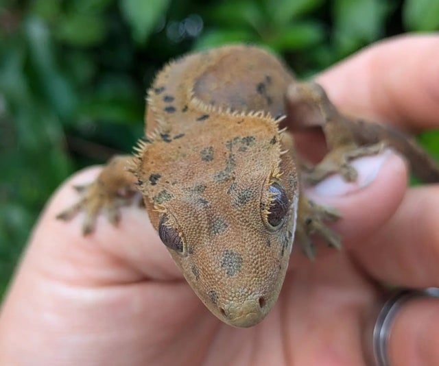Super Dalmatian Crested Gecko 17 gram #322 Probable Female!