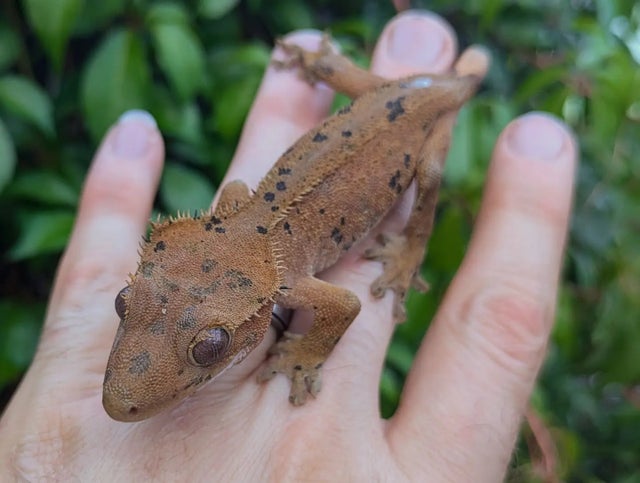 Super Dalmatian Crested Gecko 17 gram #322 Probable Female!