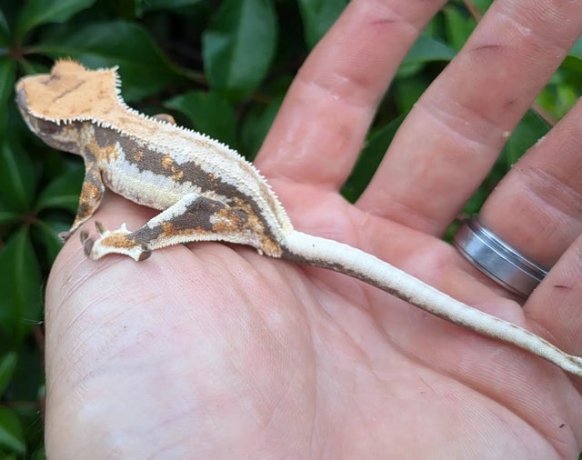 Lilly White Crested Gecko 13 gram #551