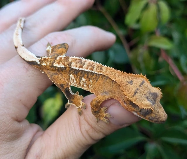 Tricolor Crested Gecko 6 grams #330