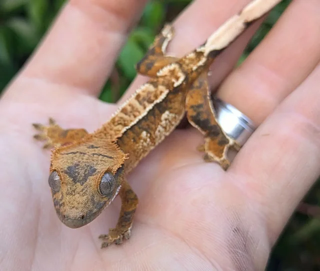 Tricolor Crested Gecko 6 grams #330