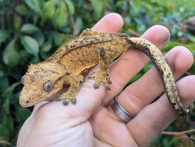 Dalmatian Phantom Pinstripe Crested Gecko Female 26 grams #338