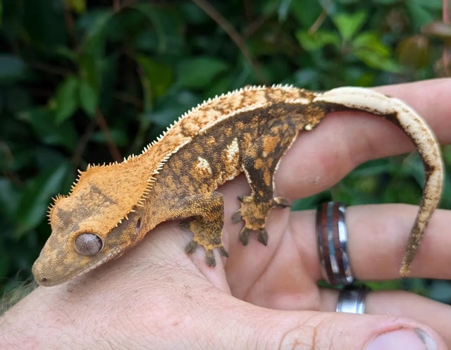 Tricolor Crested Gecko 15 grams Probable Female #108
