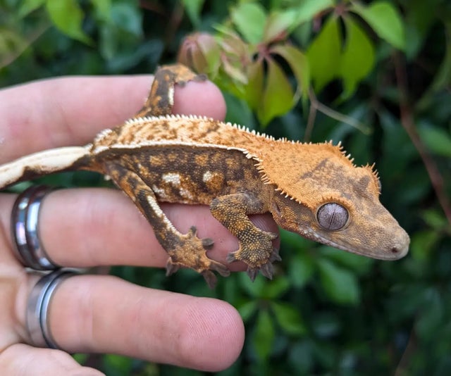 Tricolor Crested Gecko 15 grams Probable Female #108