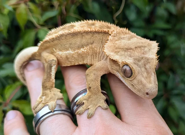 Orange Pinstripe Crested Gecko 39 grams Female #63