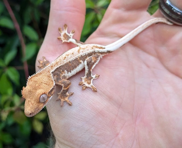 Pinstripe Lilly White Crested Gecko 5 gram #23