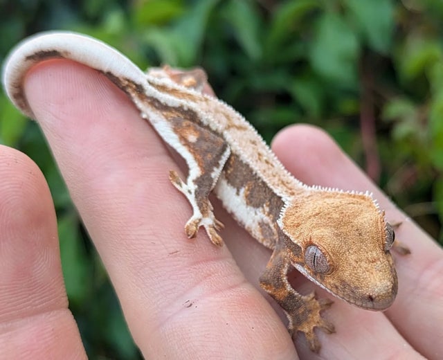 Pinstripe Lilly White Crested Gecko 5 gram #23