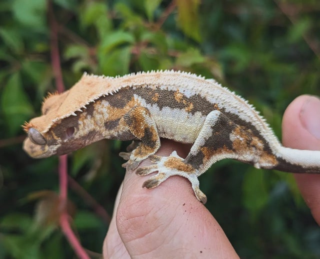 Pinstripe Lilly White Crested Gecko 12 gram #561