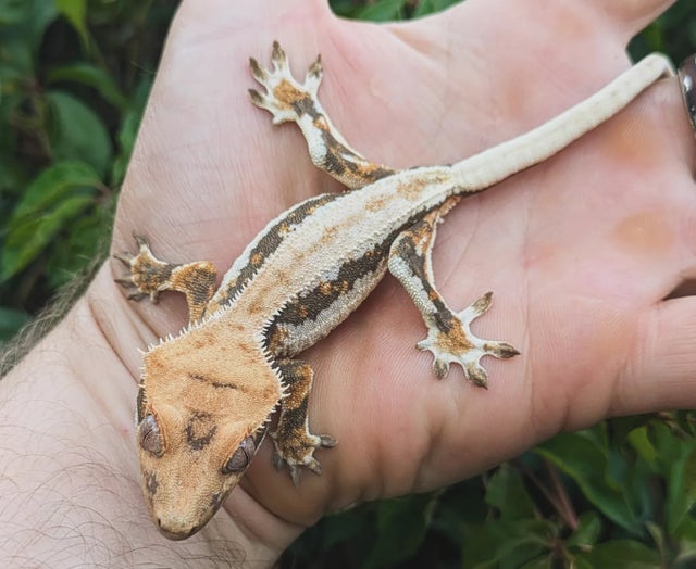 Pinstripe Lilly White Crested Gecko 12 gram #561