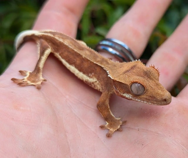 Red Phantom Pinstripe Lilly White Crested Gecko 5 gram #351