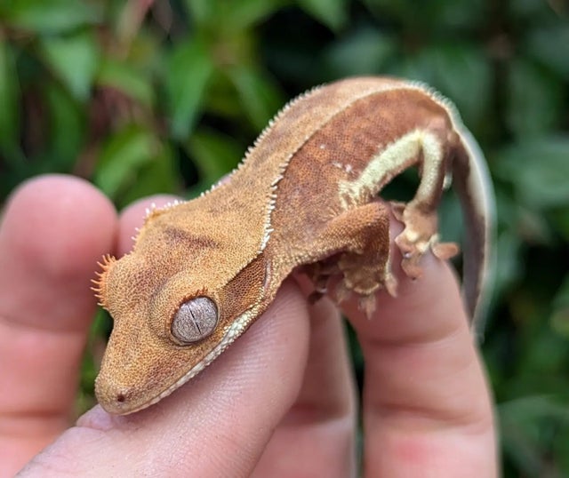 Red Phantom Pinstripe Lilly White Crested Gecko 5 gram #351