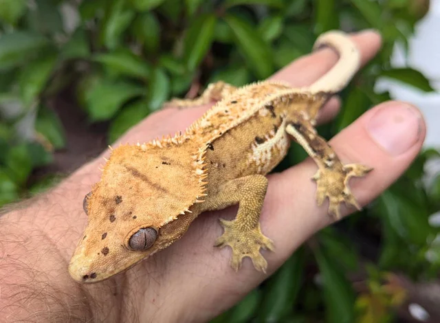 Orange Pinstripe Dalmatian Crested Gecko 26 grams Male #24