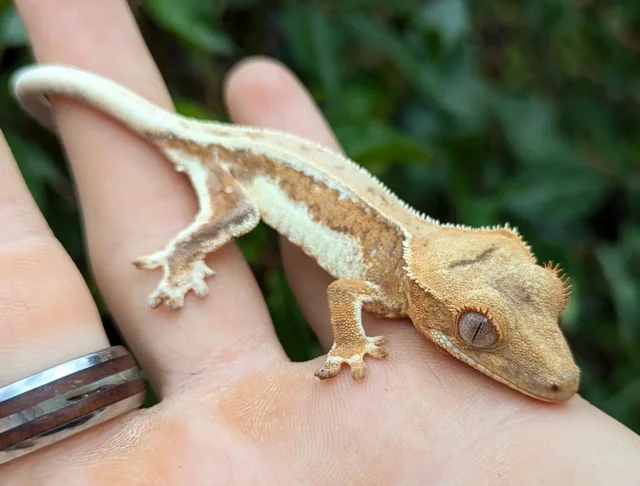 Orange Harlequin Lilly White Crested Gecko 6 grams #385