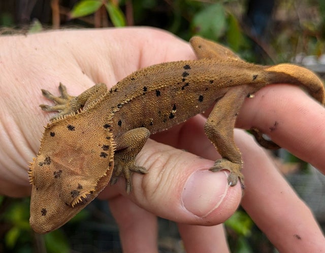 Dalmatian Crested Gecko 15 grams #506
