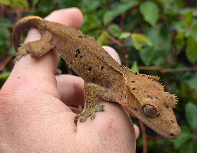 Dalmatian Crested Gecko 15 grams #506