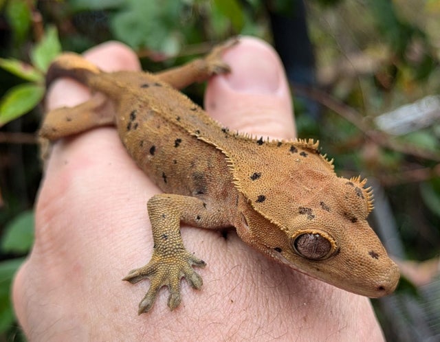 Dalmatian Crested Gecko 15 grams #506