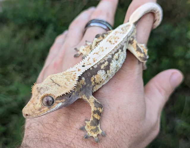 High White Pinstripe Dalmatian Crested Gecko 18 grams #364 Probable Female