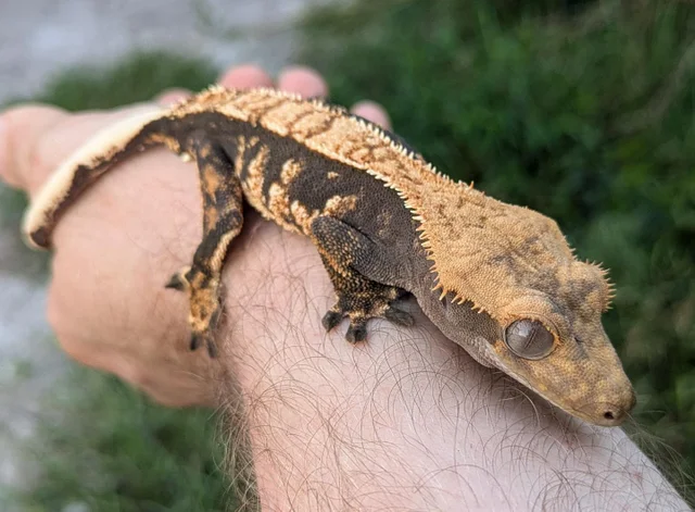 Halloween Harlequin Crested Gecko Male 22 grams #78