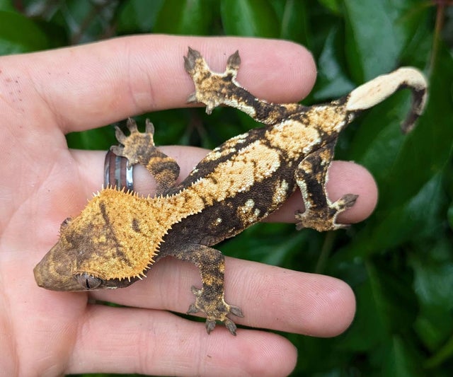 Harlequin Crested Gecko Probable Female 17 grams #308