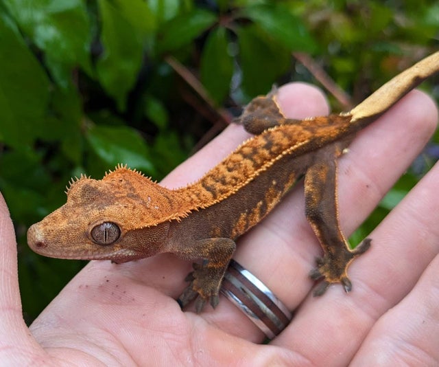 Partial Pinstripe Halloween Crested Gecko 11 grams #507