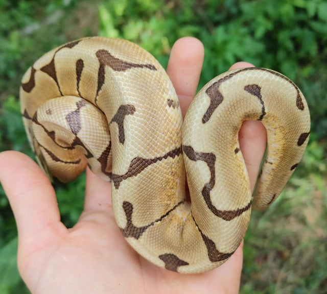 Trojan Spider Ball Python Male 275g