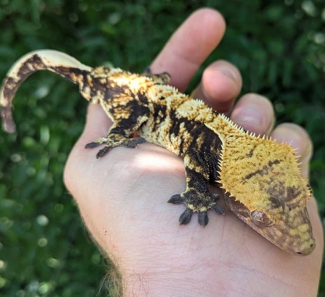 Extreme Harlequin Crested Gecko Male #72