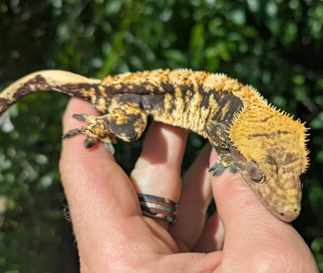 Extreme Harlequin Crested Gecko Male #72