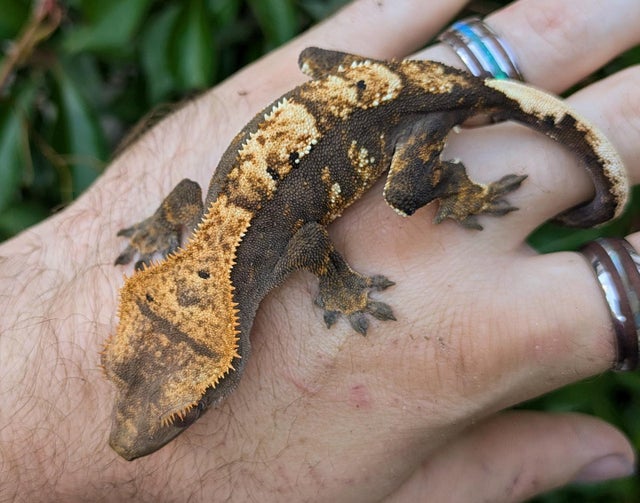 Harlequin Crested Gecko 16 grams #380