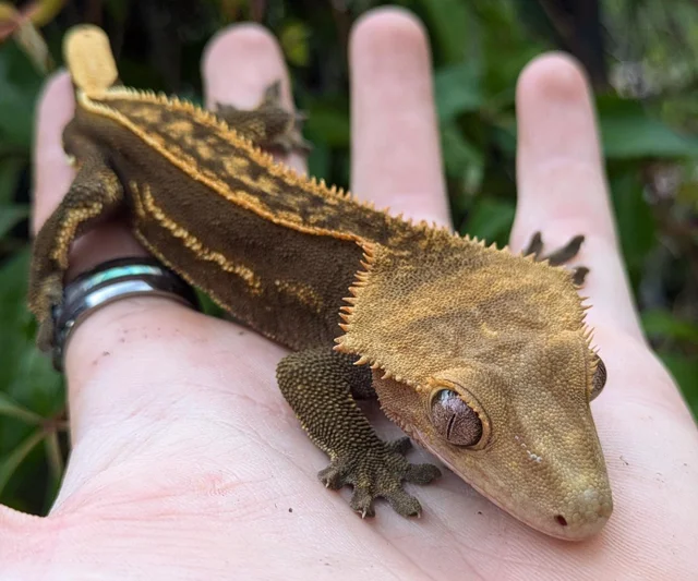 Halloween Quad Pinstripe Crested Gecko Male 35 grams #48