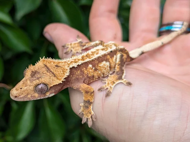 Red and Cream Harlequin Crested Gecko 8 grams #449