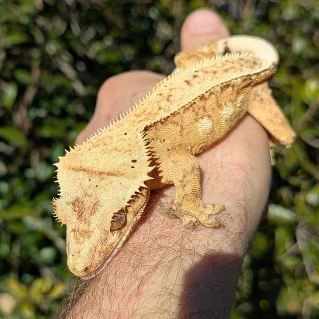 Yellow/ Orange Extreme Harlequin Pinstripe Crested Gecko 36g Female #43