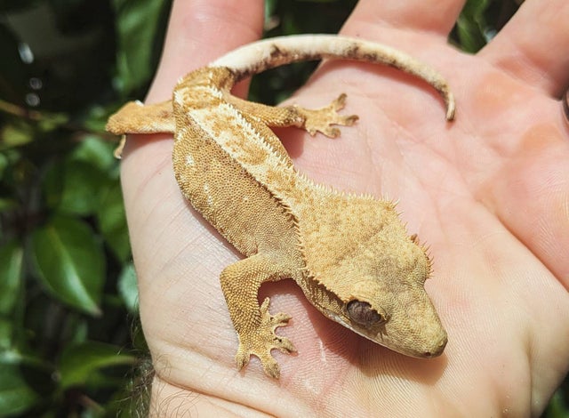 Orange Cream Harlequin Crested Gecko 14 grams #455