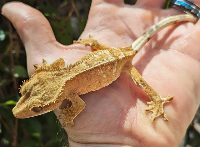 Orange Cream Harlequin Crested Gecko 14 grams #455
