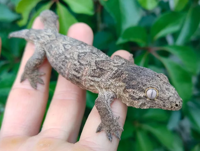 Unknown Locality Leachianus Gecko Hatchling 14 grams