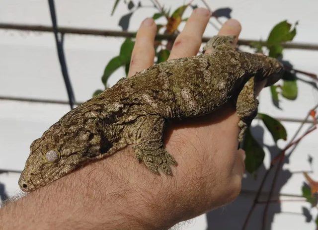 GT x Nuu Ami Leachianus Gecko Female 102g