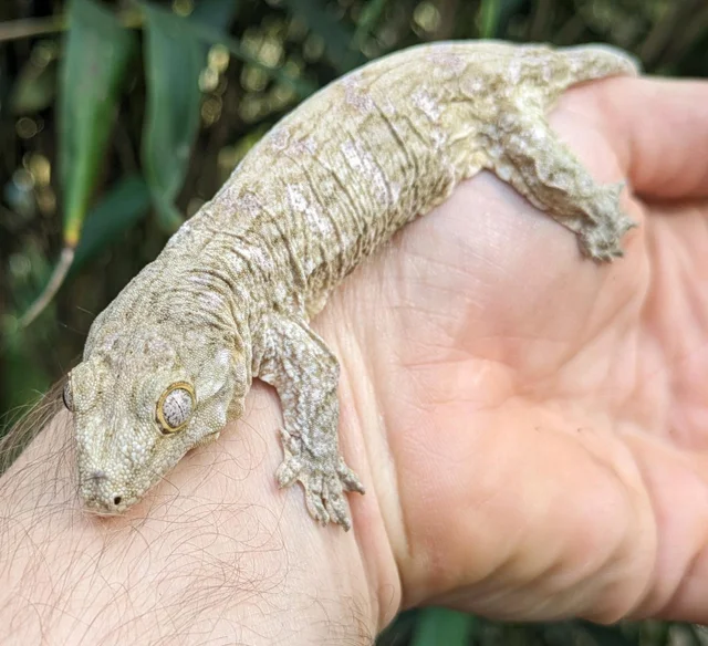 Nuu Ana Leachianus Gecko Temp Sexed Female 24g