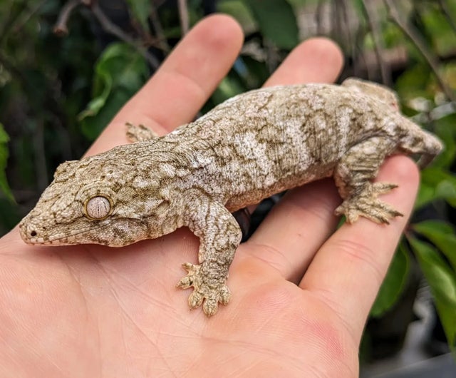 Nuu Ami x Nuu Ana Leachianus Gecko Female 27g