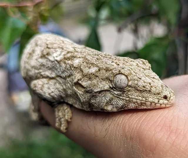 Nuu Ami x Nuu Ana Leachianus Gecko Female 27g