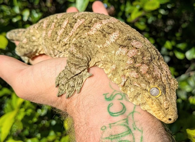 Bayonaisse x Moro Leachianus Gecko Female 177g CK23