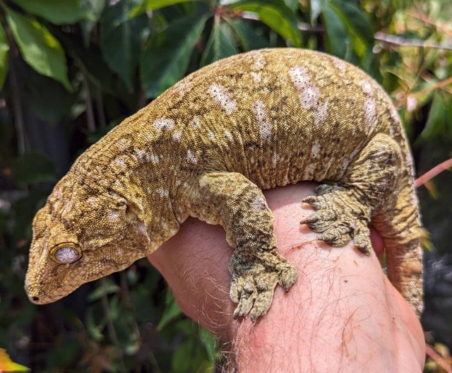 GT x Nuu Ami Leachianus Gecko Female 124g